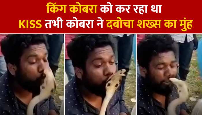 King cobra को Kiss करना पड़ा भारी, शख्स को खतरनाक सांप ने ऐसे सिखाया सबक