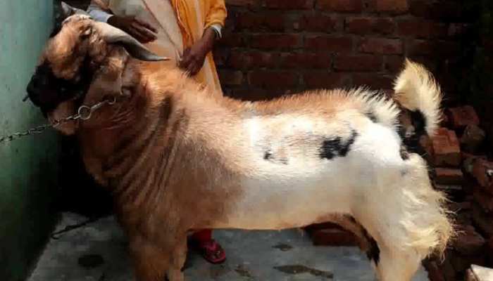 8 लाख का बकरा खाता है मेवा बादाम, हजारों की डाइट वाले बकरे को पाल रहा हिन्दू परिवार