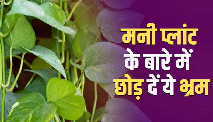 Jyotish Paramarsh: मनी प्लांट से पैसा नहीं, आएंगी परेशानियां, ये लोग बिल्कुल भी न करें भूल, Watch Video https://english.cdn.zeenews.com/static/apprun/fallbackimages/hindi800x400.svg