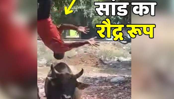 Animal video : दुकानदार पर आया गुस्सा तो सींगों से उछाल जमीन पर रौंदा , सांड का रौद्र रूप देख लोग दंग https://english.cdn.zeenews.com/static/apprun/fallbackimages/hindi800x400.svg