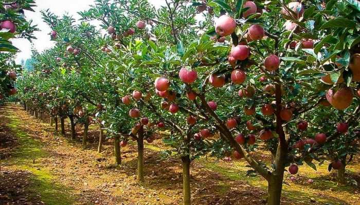 जामताड़ा में सेब की खेती कर रहे किसान,  42 डिग्री तापमान में 65 पौधों में लगे फल