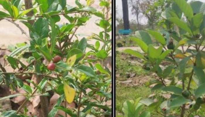 हरे-भरे वृक्ष बनने लगे कृष्ण कुंज, अब तक 224 एकड़ में रोपे गए 55 हजार से ज्यादा पौधे 