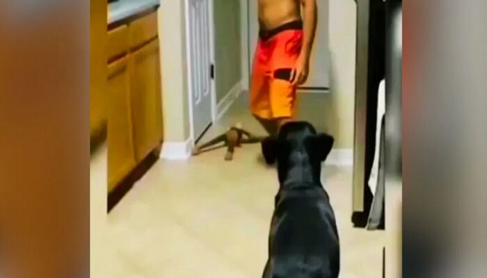 Viral Video: କୁକୁର ମଧ୍ୟ କରିଥାଏ ମରିବାର ଅଭିନୟ; ବିଶ୍ୱାସ ନ ହେଉଥିଲେ ଦେଖନ୍ତୁ ଏହି ଭିଡିଓ https://english.cdn.zeenews.com/static/apprun/fallbackimages/hindi800x400.svg