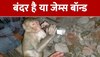 Funny Monkey Video Clips: देखें शराब और शबाब के शौकीन बंदर को 