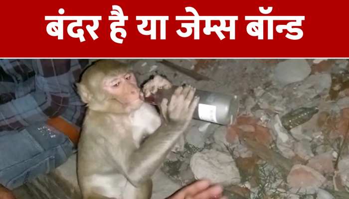 Funny Monkey Video Clips: देखें शराब और शबाब के शौकीन बंदर को https://english.cdn.zeenews.com/static/apprun/fallbackimages/hindi800x400.svg