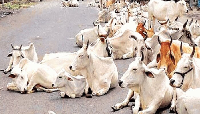 लावारिस पशुओं से मिलेगा छुटकारा, रोजगार के मिलेंगे नए अवसर- शैली ओबरॉय