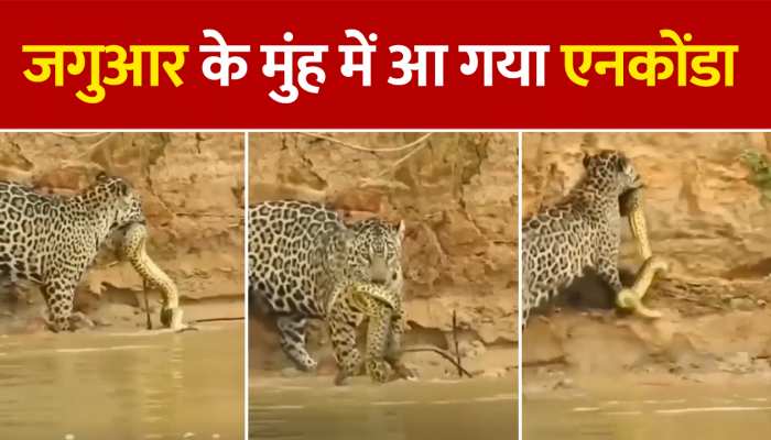 पल भर में जगुआर के मुंह में आ गया एनकोंडा, ऐसा फंसा कि देखते ही रह जाएंगे https://english.cdn.zeenews.com/static/apprun/fallbackimages/hindi800x400.svg
