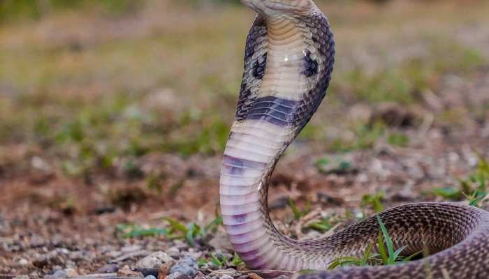  बिजनौर में किंग कोबरा ने किया खतरनाक शिकार, मिनटों में निगल गया लीजार्ड