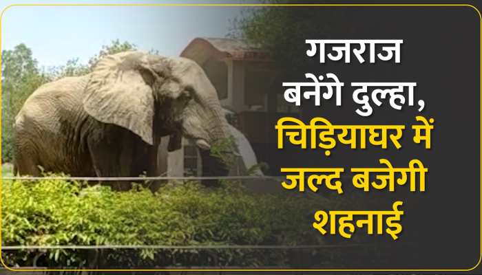 Delhi ZOO: विदेश से आएगी गजराज की दुल्हनिया, पहली संगनी की मौत के बाद से अकेला है शंकर https://english.cdn.zeenews.com/static/apprun/fallbackimages/hindi800x400.svg