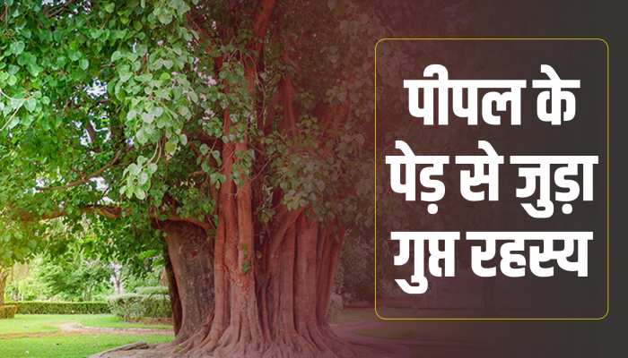 How to become Rich jyotish upay: पैसे की कमी से जूझ रहे हैं तो 12 पूर्णिमा पर करें ये काम, बरसेगा धन https://english.cdn.zeenews.com/static/apprun/fallbackimages/hindi800x400.svg