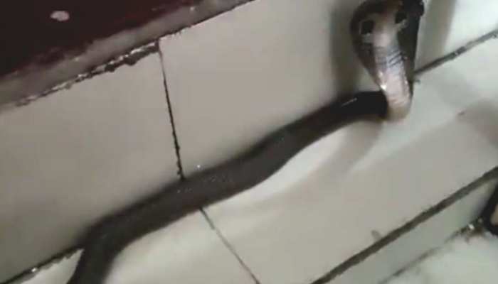 King Cobra : गर्मी में नाग को कहीं नहीं मिली ठंडक तो पहुंच गया अस्पलात, और फिर... https://english.cdn.zeenews.com/static/apprun/fallbackimages/hindi800x400.svg