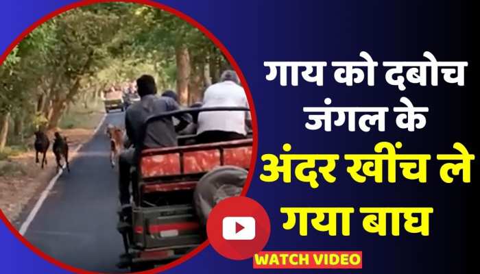 Pilibhit Tiger Attack: जंगल में गाय के झुंड पर बाघ का हमला, वीडियो आया सामने https://english.cdn.zeenews.com/static/apprun/fallbackimages/hindi800x400.svg