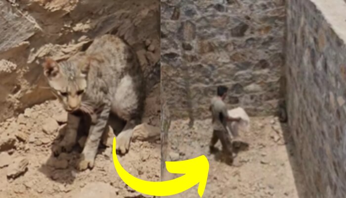 Animal Video : गहरे टांके में फंस गई थी जंगली बिल्ली, ग्रीन मैन नरपत सिंह ने ऐसे बचाई जान https://english.cdn.zeenews.com/static/apprun/fallbackimages/hindi800x400.svg