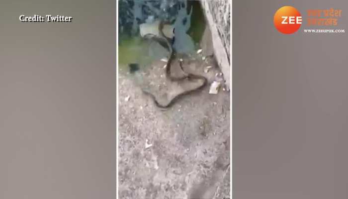 Cobra Snake Romance: रोमांस कर रहा था कोबरा सांप का जोड़ा, बीच आ गई मछली, देखिए फिर क्या हुआ VIDEO https://english.cdn.zeenews.com/static/apprun/fallbackimages/hindi800x400.svg