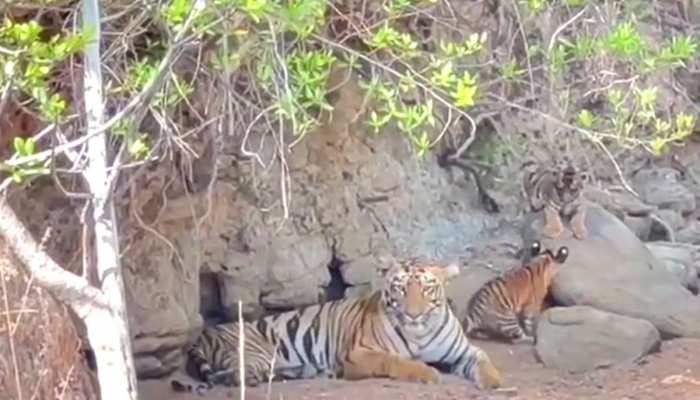 Animal video : बाघिन और नन्हें शावकों की अठखेलियों का अद्भुत नज़ारा देख ठहर जाएंगी आपकी नज़रें https://english.cdn.zeenews.com/static/apprun/fallbackimages/hindi800x400.svg