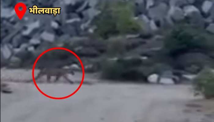 Bhilwara News : सलयावड़ी गांव के निकट फिर दिखाई दिया ग्रामीणों को पैंथर https://english.cdn.zeenews.com/static/apprun/fallbackimages/hindi800x400.svg