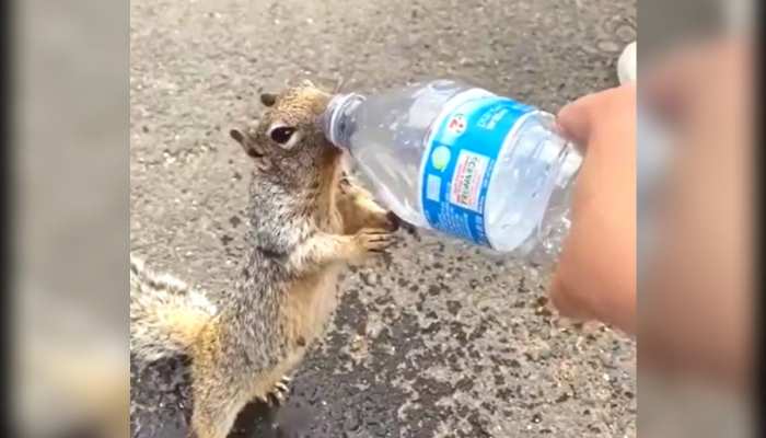 Animal video : प्यासी गिलहरी ने शख्स से मांगा पानी फिर बोतल से गट-गट कर पीने लगी पानी , देंखे वीडियो https://english.cdn.zeenews.com/static/apprun/fallbackimages/hindi800x400.svg