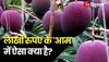 लाखों में बिकता है ये 'आम' क्यों है खास?