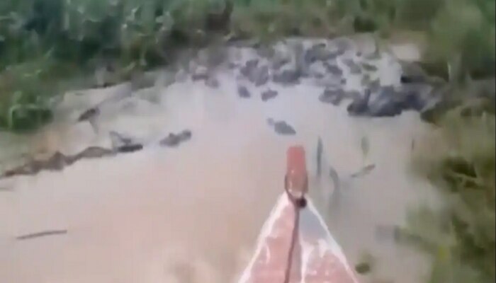 Terrifying Video: ଡଙ୍ଗା ନେଇ କୁମ୍ଭୀରରେ ପରିପୂର୍ଣ୍ଣ ଥିବା ନଦୀରେ ପସିଗଲେ ବ୍ୟକ୍ତି, ଏହା ପରେ ଯାହା ଘଟିଲା ଆପଣଙ୍କ ହାର୍ଟବିଟ୍ ବଢାଇଦେବ https://english.cdn.zeenews.com/static/apprun/fallbackimages/hindi800x400.svg
