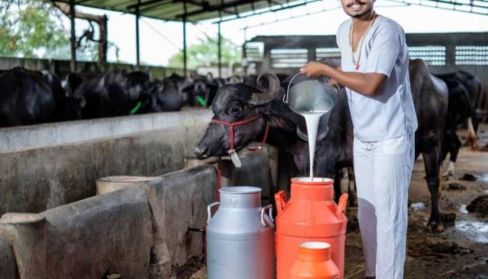 दूध उत्पादन में नंबर वन भारत इन तरीकों से दूर करे चारे का संकट,आएगी नई दुग्ध क्रांति