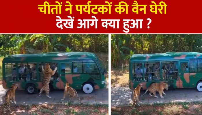 Jungle Safari Video: चीतों के झुंड ने Tourists Van पर बोला धावा, पर्यटकों की सांसें अटकी https://english.cdn.zeenews.com/static/apprun/fallbackimages/hindi800x400.svg