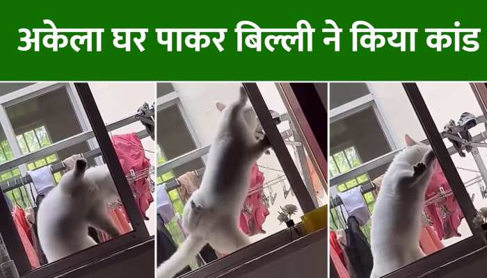 अकेला घर पाकर बिल्ली ने किया कांड, Video देख यूजर बोले काबिल है बिल्ली https://english.cdn.zeenews.com/static/apprun/fallbackimages/hindi800x400.svg