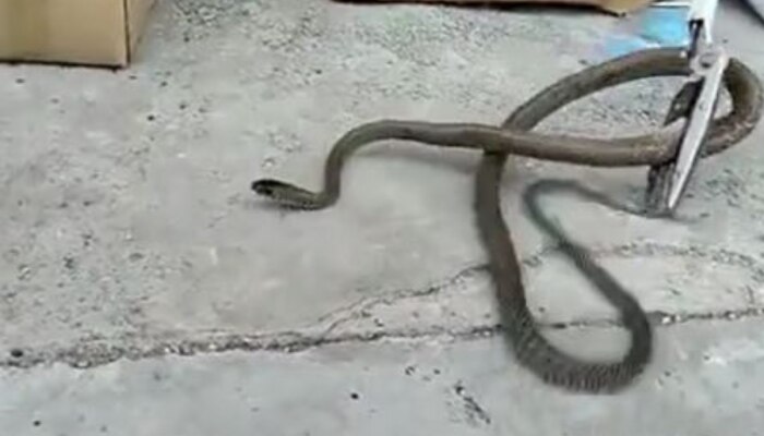 Snake Video : नेवले से हारा तो दुकान में छिप गया सांप, बाहर निकाला तो इतना खतरनाक था https://english.cdn.zeenews.com/static/apprun/fallbackimages/hindi800x400.svg
