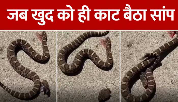 खुद के लिए आफत बना सांप, अपनी ही पूंछ को काट लिया, देखें Video https://english.cdn.zeenews.com/static/apprun/fallbackimages/hindi800x400.svg