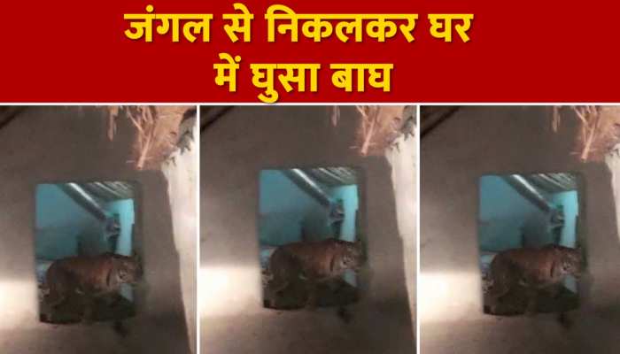 जंगल से निकलकर घर में आराम फरमा रहा था बाघ, नजारा देख लोगों के उड़ गए होश: Watch Video https://english.cdn.zeenews.com/static/apprun/fallbackimages/hindi800x400.svg