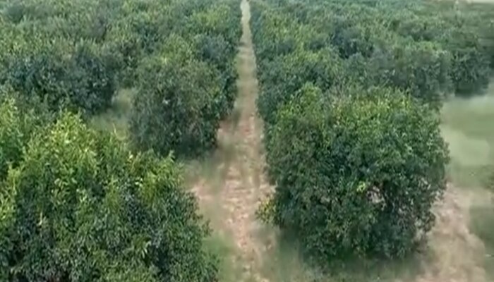 Haryana News: भिवानी बगवानी में नंबर वन, मोटा मुनाफा कमा रहे किसान