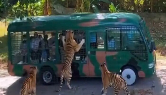 Viral Video: ପର୍ଯ୍ୟଟକ ଗାଡିକୁ ଗୋଡ଼ାଇଲା ବାଘ; ଭୟଭୀତ କରିଦେବ ଆପଣଙ୍କୁ ଏହି ଭିଡିଓ https://english.cdn.zeenews.com/static/apprun/fallbackimages/hindi800x400.svg