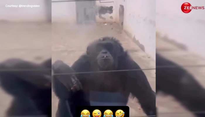 गर्लफ्रेंड ने दिया धोखा तो Chimpanzee बना देवदास! सिगरेट के मारे कश, फिर उड़ाया ऐसे धुआं, देख बोले लोग-प्यार में टूटा आशिक...