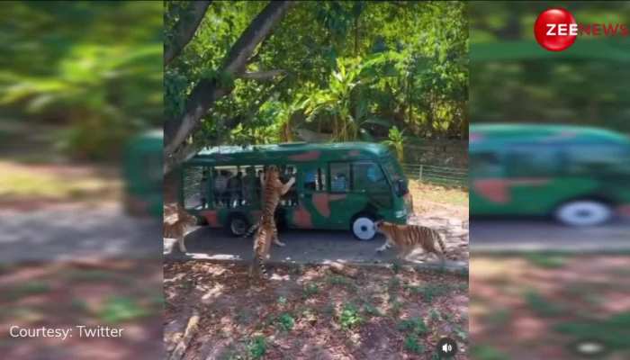 Viral Video: टूरिस्ट की बस देखकर उसी पर चिपक गया टाइगर और उसकी फैमिली, करने लगा रोकने की एक्टिंग; देख डर गए लोग