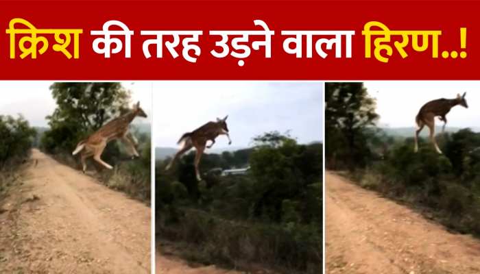 Wildlife Video: क्रिश की तरह उड़ने वाला हिरण! लोग बोले- ये तो छलांग नहीं उड़ान है https://english.cdn.zeenews.com/static/apprun/fallbackimages/hindi800x400.svg
