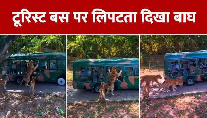 viral video:खतरनाक!विडियो विशालकाय बाघ ने जंगल सफारी के दौरान टूरिस्ट बस का किया पीछा https://english.cdn.zeenews.com/static/apprun/fallbackimages/hindi800x400.svg