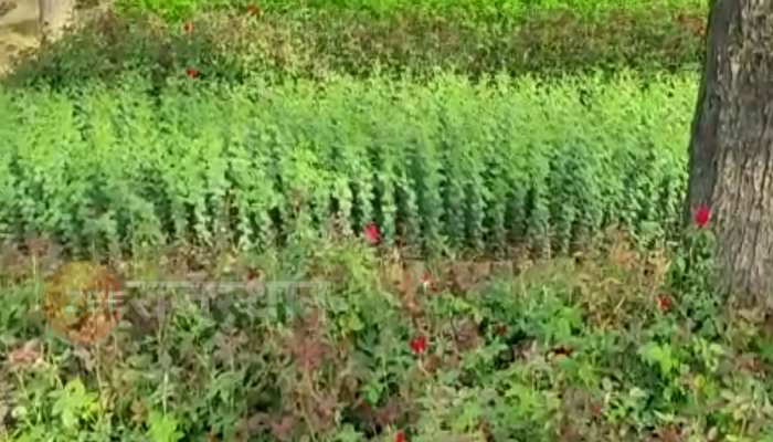 चूरू: 1973 से स्थापित नर्सरी में 2 लाख 65 हजार पौधे तैयार