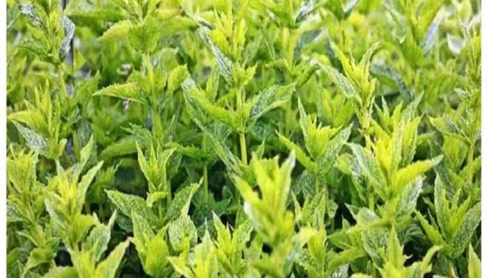 औषधीय पौधों की खेती से किसानों की किस्मत बदलने में जुटे हैं 'चाचा' हामिद
