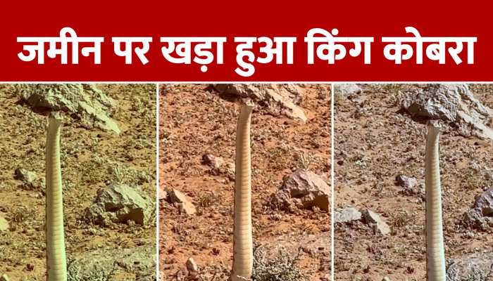 king cobra viral video: देखिए कैसे खड़ा हो गया किंग कोबरा सांप, हैरान हो जाएंगे आप