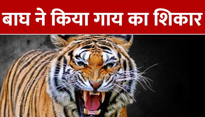 बाघ ने पर्यटकों के बीच LIVE किया शिकार, रोंगटे खड़े करने वाला वीडियो वायरल