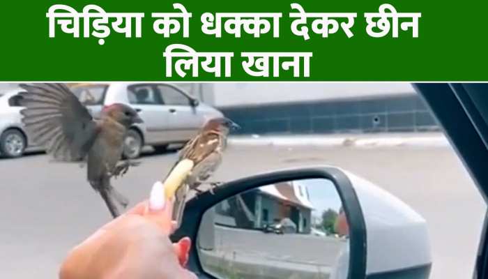 Video: एक चिड़िया ने दूसरी चिड़िया को मारा धक्का, ऐसे छीन लिया खाना https://english.cdn.zeenews.com/static/apprun/fallbackimages/hindi800x400.svg