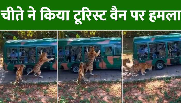 Video; वैन से चिड़ियाघर पहुंचे टूरिस्टों पर बाघ ने कर दिया हमला, देखें https://english.cdn.zeenews.com/static/apprun/fallbackimages/hindi800x400.svg