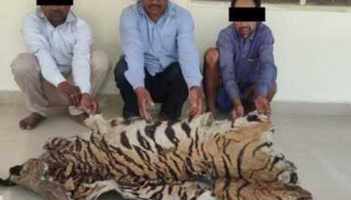 बाघ की खाल से पूर्व सरपंच और शिक्षक करने वाले थे ये काम, STF ने पहले ही धर दबोचा 