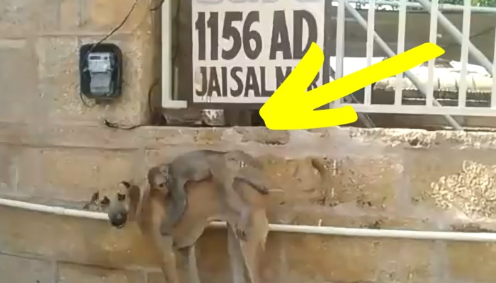 Animal Video : कुत्ते और बंदर के बीच है जय वीरू जैसी दोस्ती, एक दुसरे का नहीं छोड़ते साथ https://english.cdn.zeenews.com/static/apprun/fallbackimages/hindi800x400.svg