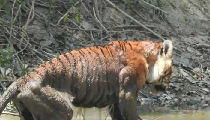 कान्हा नेशनल पार्क में मिला घायल बाघ, हाथियों की मदद से किया रेस्क्यू, फिर भी...