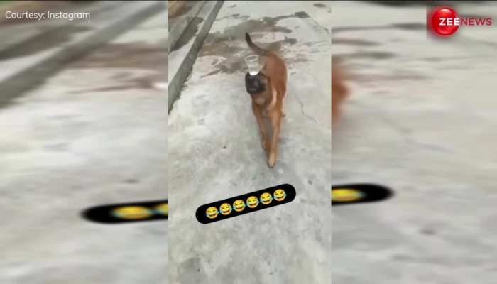 Dog Video: शराब के गिलास को कुत्ते ने सिर पर इस कदर किया बैलेंस देख हंसते-हंसते पागल हो जाएंगे आप https://english.cdn.zeenews.com/static/apprun/fallbackimages/hindi800x400.svg
