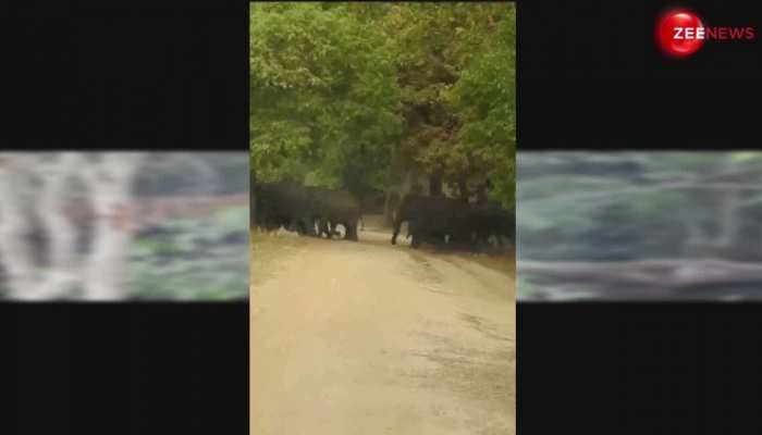 Elephant Viral Video: हाथियों के कुनबे को रास्ता क्रॉस करते देख डर गया टाइगर, दुबक कर पेड़ पर चढ़ा; Video हुई वायरल https://english.cdn.zeenews.com/static/apprun/fallbackimages/hindi800x400.svg
