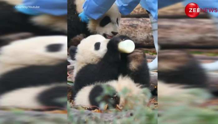 Panda Video: बोतल से दूध पीने में नखरे दिखा रहा था पांडा, तभी मम्मी ने पटक-पटकर मारा! https://english.cdn.zeenews.com/static/apprun/fallbackimages/hindi800x400.svg