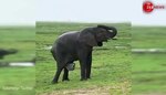 herd celebrates as elephant gives birth to baby elephant in kenya ...