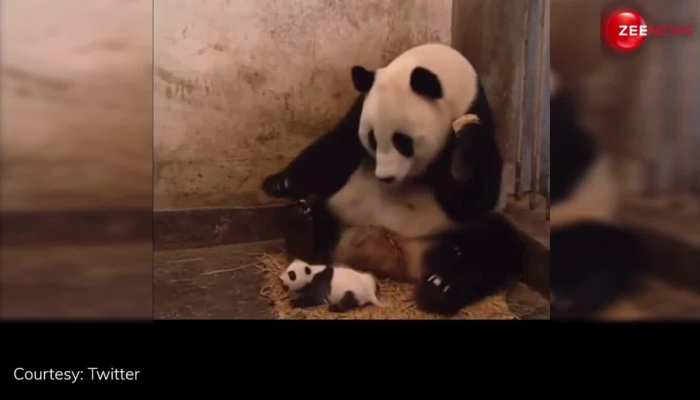 Panda Video: बेबी पांडा की छींक से बुरी तरह डरी उसकी मां, अचानक उछल पड़ी..Video देख छूट जाएगी हंसी... https://english.cdn.zeenews.com/static/apprun/fallbackimages/hindi800x400.svg