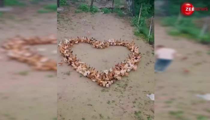 मुर्गियों को दाना डालने के लिए शख्स ने जमीन पर बनाया बड़ा सा दिल, फिर उसके बाद जो हुआ... https://english.cdn.zeenews.com/static/apprun/fallbackimages/hindi800x400.svg